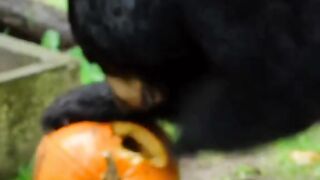 bear funny  prank video