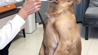 He care his dog | Cute Moment.......