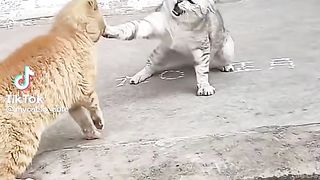 Funny cats