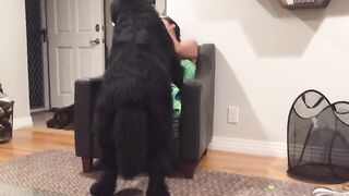 Massive Newfoundland Thinks He's A Tiny Lap Dog
