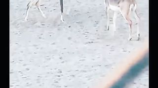 Zoo  videos