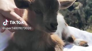 Goats babies.
