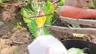 Funny pets.