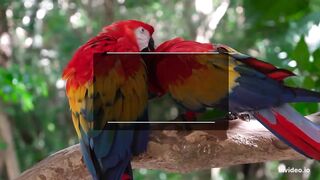 world in the  parrot