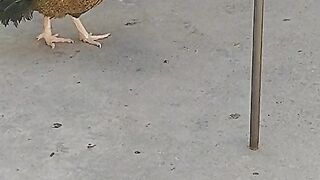 Birds
