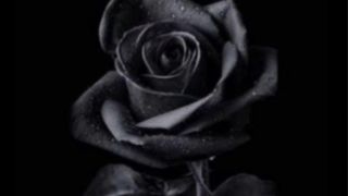 Shaam