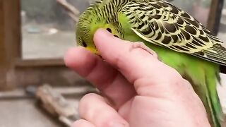 Beautifull budgies parrots