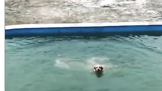Funny dogs & cats in prank fun | dogs and cats funny pets video.....
