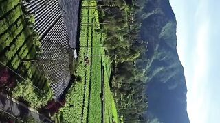 Tea plantation
