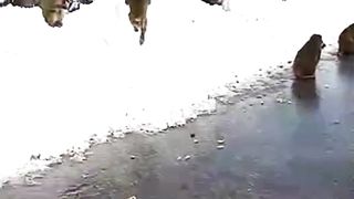 Wild Monkies In Snowfall !!!