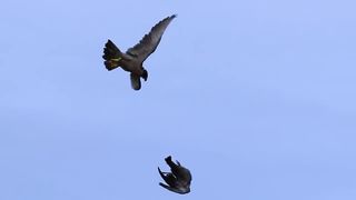 Eagle vs. prey_ Who will come out on top in this epic battle_