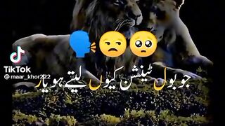 Saqib