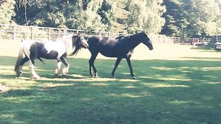 Beautiful Horse Meeting First Time Must Watch mp4Beautiful Horse Meeting First Time Must Watch