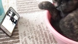 Funny video