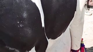Beautiful cow