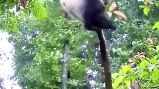 Funny video