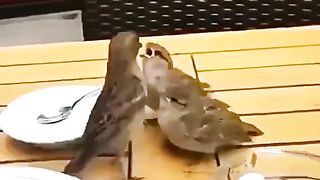bird love