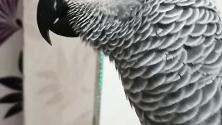 Funny video