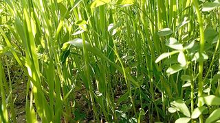 green grass view