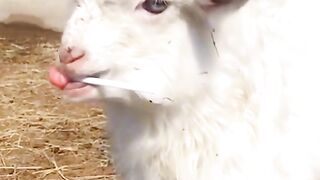 Baby sheep mazydar lollipop