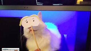Best Funny Animal Videos 3