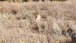 Lion attack