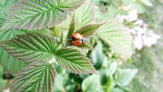 #Three amazing facts about insects #