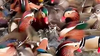 A joyful gathering  ducks!