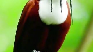 The Bird's Channel