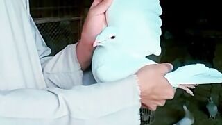 Pigeon