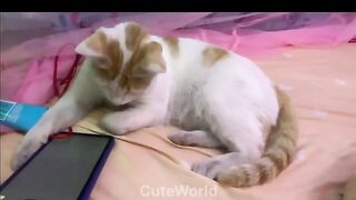 Animal funny video