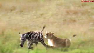 animals Top 10 Strongest Prey In The Wild - When Prey Fights Back - Prey VS Predator - Blondi Foks