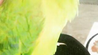 Speaking parrat