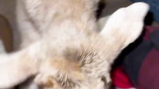 Angry baby sheep