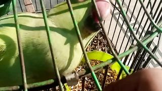 Very Angry Parrat ????