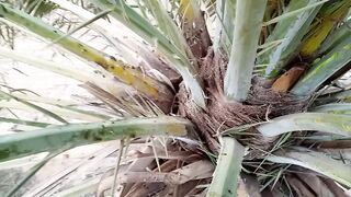 کھجور کا کانٹا دیکھے