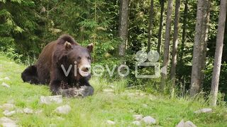 A Large Brown Bear Rests On A Glade Forest In The Background Wild Life Of The Forest