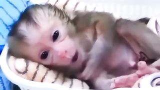 Moncky