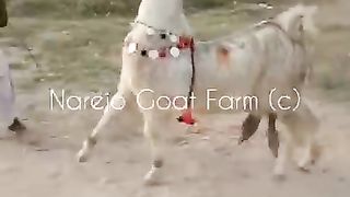 کیا بات ہے جی