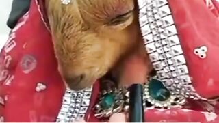 Funny clips indian song pujabi song
