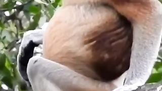 Inteq moncky