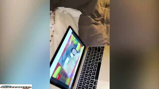 Best Funny Animal Videos 4
