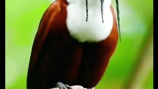 Beautiful Bird |Nature Love