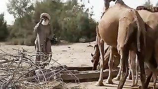 Camel