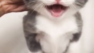 Cute Cate Funny Scene || Entertainment Cats Funny Videos