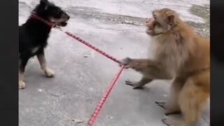 Monkey vs dog real fight | funny dog vs monkey video l funny video l comedy videos