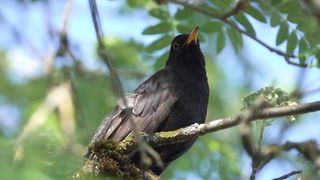 Birds singing amazing video
