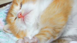 Funny cat video
