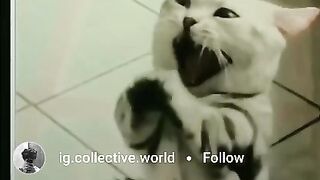 Cute cat funny Dancing video nagin