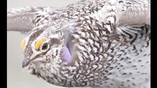 Beautiful Bird ???? |Nature Love